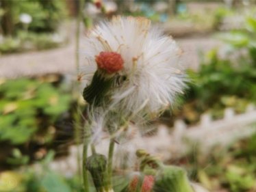 让二追三+三连客全胜 广州蒲公英书写中乙逆袭史诗